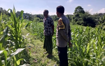 Sinergi Bhabinkamtibmas dan Petani di Kuripan: Dorong Optimalisasi Panen Jagung dan Distribusi ke Bulog