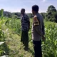 Sinergi Bhabinkamtibmas dan Petani di Kuripan: Dorong Optimalisasi Panen Jagung dan Distribusi ke Bulog