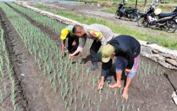 Bhabinkamtibmas Desa Bagik Papan Perkuat Ketahanan Pangan Lewat Silaturahmi dan Cek Tanaman Bawang Merah