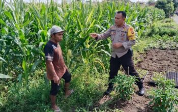 Bhabinkamtibmas Labuapi Dorong Swasembada Jagung di Lombok Barat