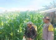 Polsek Gerung di Desa Banyu Urip, Kawal Ketahanan Pangan Langsung dari Lahan Pertanian