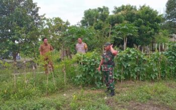 Sinergi TNI-Polri Kawal Ketahanan Pangan di Lombok Barat