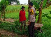 Polsek Labuapi Turun Tangan, Ubah Lahan Tidur Jadi Sumber Pangan di Karang Bongkot