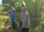 Kapolsek Sakra Monitoring Lahan Jagung dan Ajak Petani Dukung Ketahanan Pangan Nasional