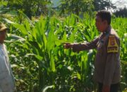 Ubah Lahan Kosong Jadi Lumbung Pangan, Langkah Nyata Polsek Labuapi Perkuat Ketahanan Nasional