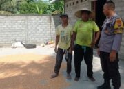 Personel Polsek Labuapi Turun Tangan Pastikan Kualitas Panen Jagung Petani Melimpah