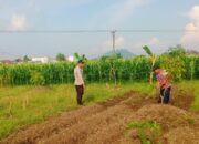 Polisi Dampingi Petani Labuapi Garap Lahan Pangan