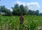 Bhabinkamtibmas Lombok Barat Kawal Ketahanan Pangan Desa