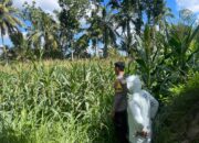 Bhabinkamtibmas Desa Pringgajurang Utara Cek Lahan Jagung Warga, Dukung Ketahanan Pangan Nasional