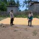 Bhabinkamtibmas Desa Mbuju Pantau Penjemuran Jagung Warga, Dukung Program Ketahanan Pangan Nasional