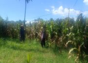 Dukung Ketahanan Pangan, Bhabinkamtibmas Desa Tarusa Pantau Persiapan Panen Jagung Hibrida