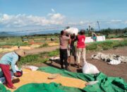 BHABINKAMTIBMAS POLSEK WOJA PANTAU PENJEMURAN HASIL PANEN JAGUNG WARGA DI DESA MUMBU