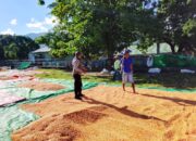 BHABINKAMTIBMAS DESA SAWE LAKUKAN PEMANTAUAN HASIL PANEN JAGUNG WARGA