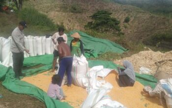 Kapolsek Woja: Bhabinkamtibmas Berperan Aktif Mendukung Produktivitas Pertanian Masyarakat
