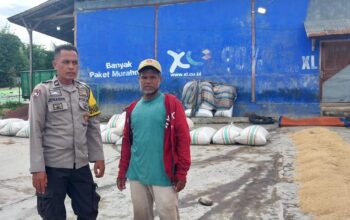 BHABINKAMTIBMAS DESA MANGGENAE PANTAU HASIL PANEN PADI WARGA, DORONG PENINGKATAN PRODUKTIVITAS PERTANIAN
