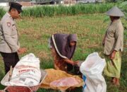 Kawal Distribusi Pupuk dan Motivasi Petani, Komitmen Polsek Labuapi Dukung Swasembada Pangan