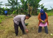 Sentuhan Humanis Bhabinkamtibmas Olah Lahan Kosong Bersama Warga, Bukti Polri Sokong Kedaulatan Pangan Nasional
