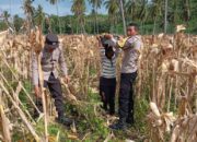 Sinergi Polsek Sekotong dan Petani: Manfaatkan Lahan Tadah Hujan untuk Ketahanan Nasional