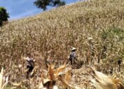 Kawal Panen Raya Jagung, Polsek Sekotong Borong Semangat Petani Buwun Mas demi Ketahanan Pangan