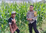 Transformasi Bhabinkamtibmas: Tak Hanya Jaga Keamanan, Kini Kawal Langsung Petani Jagung di Bagik Polak Barat