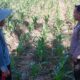 Polisi Turun ke Sawah Motivasi Petani Jagung di Dusun Jogot