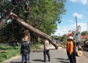 Personel Polsek Pringgabaya Lakukan Pengaturan Lalu Lintas dan Evakuasi Pohon Sengon Tumbang di Seruni Mumbul