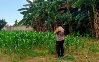 Polsek Labuapi Kawal Penyerapan Panen Jagung Lombok Barat ke Bulog