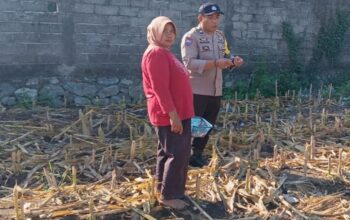 Bhabinkamtibmas Labuapi Dampingi Petani Jagung Sambil Jaga Kamtibmas