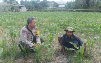 Polsek Batulayar Dampingi Petani Jagung Terkait Swasembada Pangan