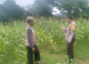 Cara Bhabinkamtibmas Desa Sandik Sukseskan Ketahanan Pangan