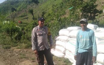 BHABINKAMTIBMAS POLSEK WOJA PANTAU PANEN JAGUNG WARGA, DUKUNG KETAHANAN PANGAN NASIONAL