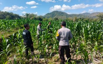 Polsek Lape Gencarkan Pendampingan Kelompok Tani Demi Ketahanan Pangan
