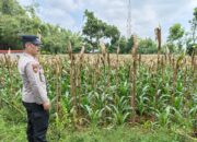 Monitoring Lahan Jagung Warga, Bhabinkamtibmas Polsek Tuban Dukung Swasembada Pangan