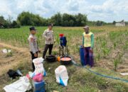 Anggota Unit Binmas Polsek Senori Polres Tuban Membantu Proses Pemupukan Tanaman Jagung Warga Desa Jatisari