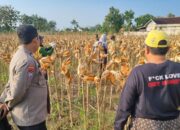 Anggota Polsek Bancar Polres Tuban Melaksanakan Panen Jagung Bersama Warga Desa Ngampelrejo