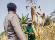 Polri Dukung Program Astacita, Bhabinkamtibmas Desa Ngawun Polsek Parengan Polres Tuban sambang petani jagung di Desa Ngawun Kec. Parengan