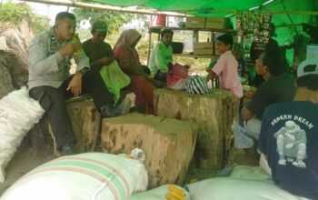 BHABINKAMTIBMAS DESA SANEO DAMPINGI WARGA SAAT PANEN JAGUNG, DORONG PENINGKATAN PRODUKSI PERTANIAN
