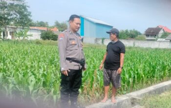 Polri Dukung Astacita, Polsek Palang Polres Tuban Turun Cek Tanaman jagung milik Warga di Desa Cepokorejo