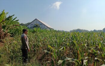 Polri Dukung Astacita, Polsek Semanding Polres Tuban Turun Cek Tanaman jagung milik Warga di Desa Semanding