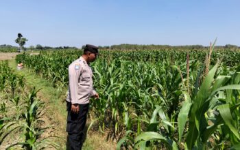 Perkuat Ketahanan Pangan, Personel Polsek Bangilan Monitoring Lahan Jagung di Wilayah Binaan