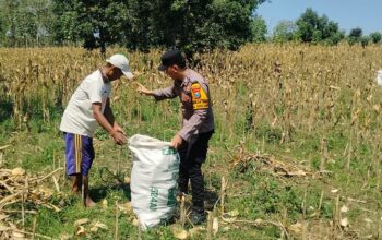 Anggota Bhabinkamtibmas Polsek Senori Polres Tuban Turun ke Ladang, Bantu Warga Desa Sidoharjo Panen Jagung