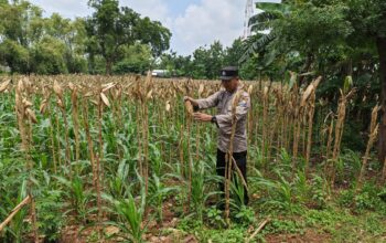 Bhabinkamtibmas Polsek Tuban Monitoring Lahan Jagung Warga di Kelurahan Mondokan Dukung Ketahanan Pangan