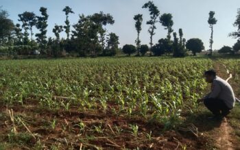 Anggota Bhabinkamtibmas Polsek Jenu Polres Tuban Turun ke Ladang, sambang lahan pertanian.