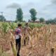 Polri Dukung Astacita, Polsek Palang Polres Tuban Turun Cek Tanaman jagung milik Warga di Desa Dawung