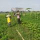 Bhabinkamtibmas Polsek Tuban Sambangi Petani Jagung di Desa Kembangbilo, Dukung Ketahanan Pangan Nasional