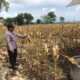 Polri Dukung Astacita, Polsek Merakurak Polres Tuban Turun Cek Tanaman Jagung Warga di Desa Temandang