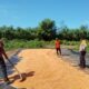 PANEN JAGUNG MELIMPAH, BHABINKAMTIBMAS AJAK PETANI SALURKAN HASIL KE BULOG