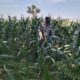 Anggota Bhabinkamtibmas Polsek Jenu Polres Tuban Turun ke Ladang, sambang lahan pertanian.