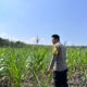 Dalam rangka Polri Dukung Program Astacita, Bhabinkamtibmas Desa Parangbatu Polsek Parengan Polres Tuban sambang lokasi tanaman jagung di Desa Parangbatu Kec. Parengan