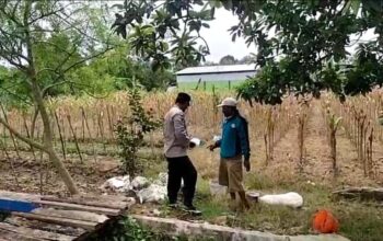 Polri Dukung Astacita, Polsek Merakurak Polres Tuban Turun Cek Tanaman Jagung Warga di Desa Temandang